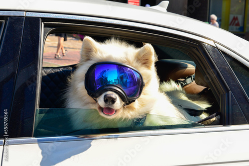 A fluffy white Samoyed dog or Siberia husky wearing large blue reflective ski goggles or mask. The dog is hanging out the back of a white car window. The vision protective eyewear protects the dog.