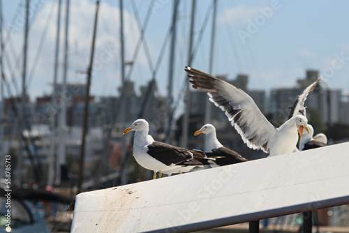 gaivotas no mercado de peixes photo