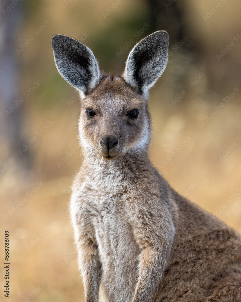 Portrait of a kangaroo in dry grass in South Australia