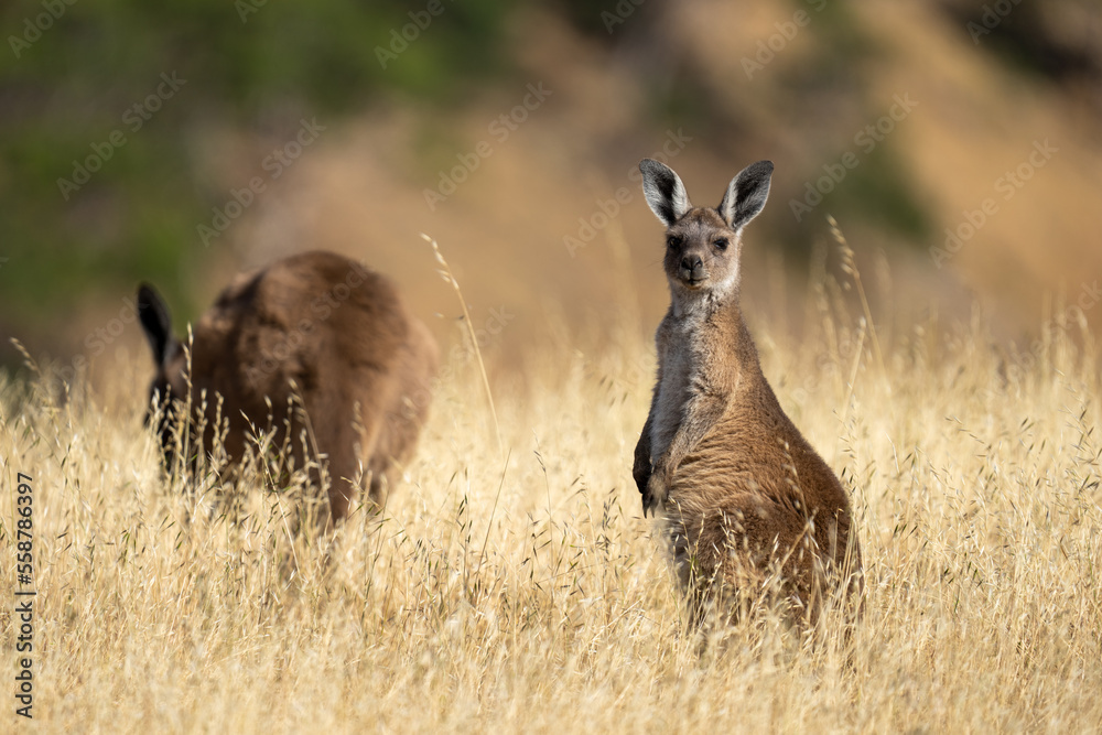 A young kangaroo in dry grass in South Australia
