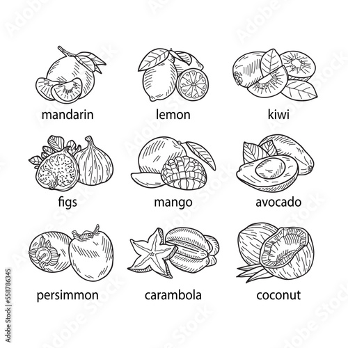 Hand-drawn vector illustration of a set of fruits.