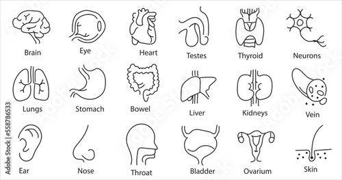 Human internal organs. Vector sketch isolated illustration. Hand drawn doodle anatomy symbols set.Reproductive system, lungs,liver,intestine,stomach,pancreas,kidney,uterus,intestine,galbladder