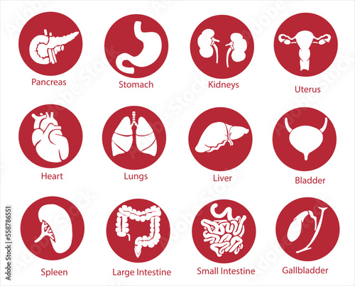 Human internal organs. Vector sketch isolated illustration. Hand drawn doodle anatomy symbols set.Reproductive system, lungs,liver,intestine,stomach,pancreas,kidney,uterus,intestine,galbladder