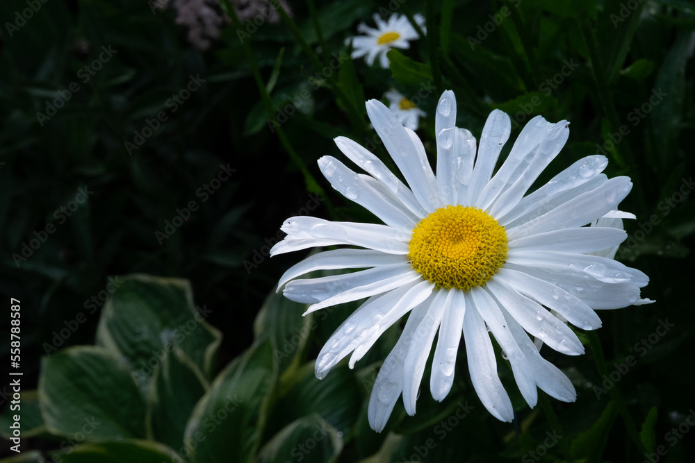 Fototapeta premium Macro of a single wild white daisy flower or a common daisy. Its flower head is a bright yellow. The European species has a white spoon shaped petals with a small black ant crawling on the petal.