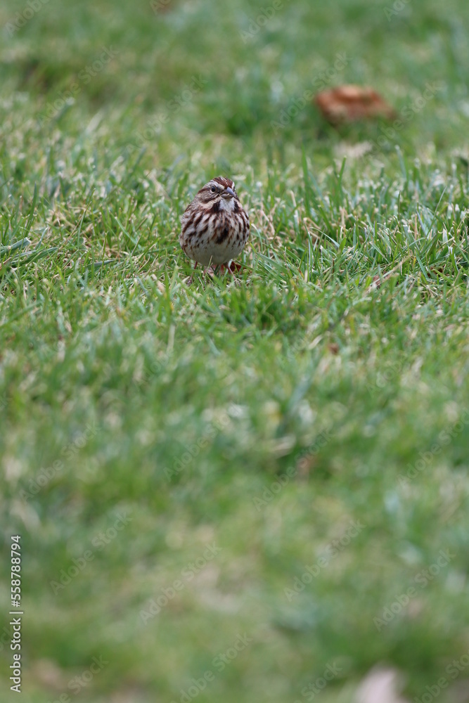 A song sparrow looking for food in the grass in autumn