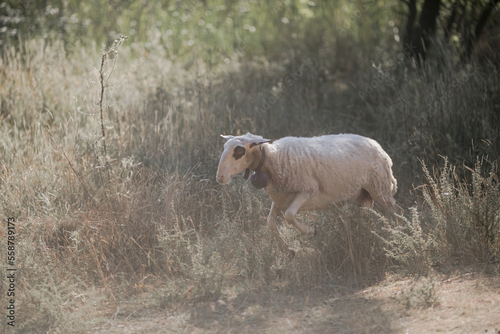 Sheeps in paddock on wheat field background.Farm animals. Animal husbandry and agriculture. Sheeps in paddock on wheat field background.Farm animals. Animal husbandry and agriculture.