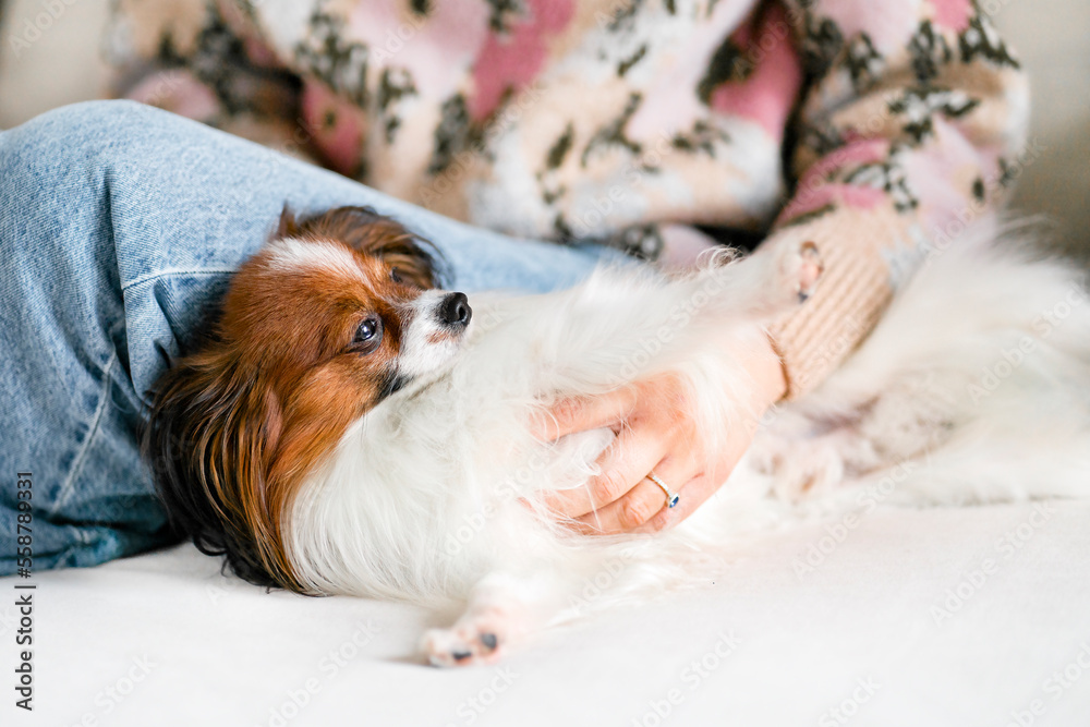 A cute dog lies on the sofa next to the woman and enjoys the rest and attention and care A cute dog lies on the sofa next to the woman and enjoys the rest and attention and care