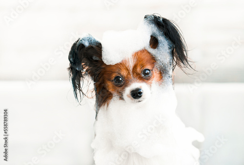 Cute dog close-up portrait in the bathroom in shampoo.