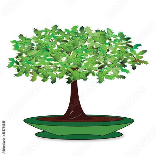 A small deciduous bonsai tree in a small pot. Bonsai plant with a rich crown in a bowl in vector and jpg, isolated.
