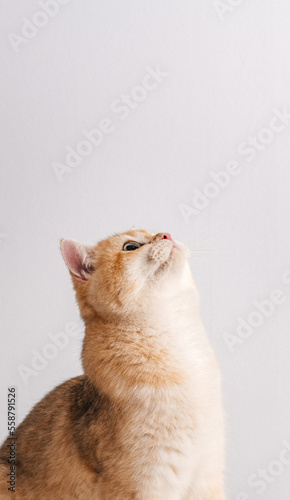 KätzchPortrait of an Orange cat sitting on a white backgrounden auf weißem Hintergrund schaut nach oben photo