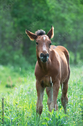 bay foal grazing at pasture freely. summer sunny day
