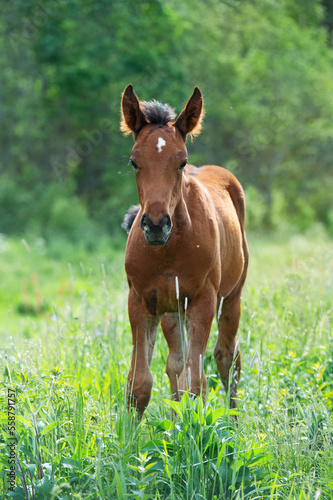  chestnut foal grazing  at pasture freely. summer sunny day