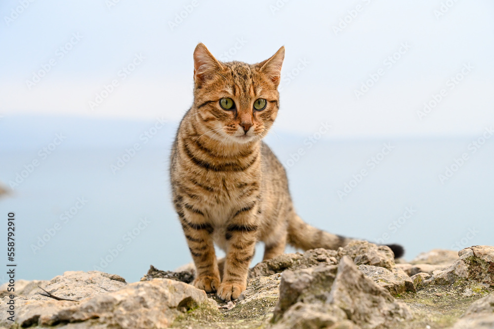 Young cat on the wall by the sea. 