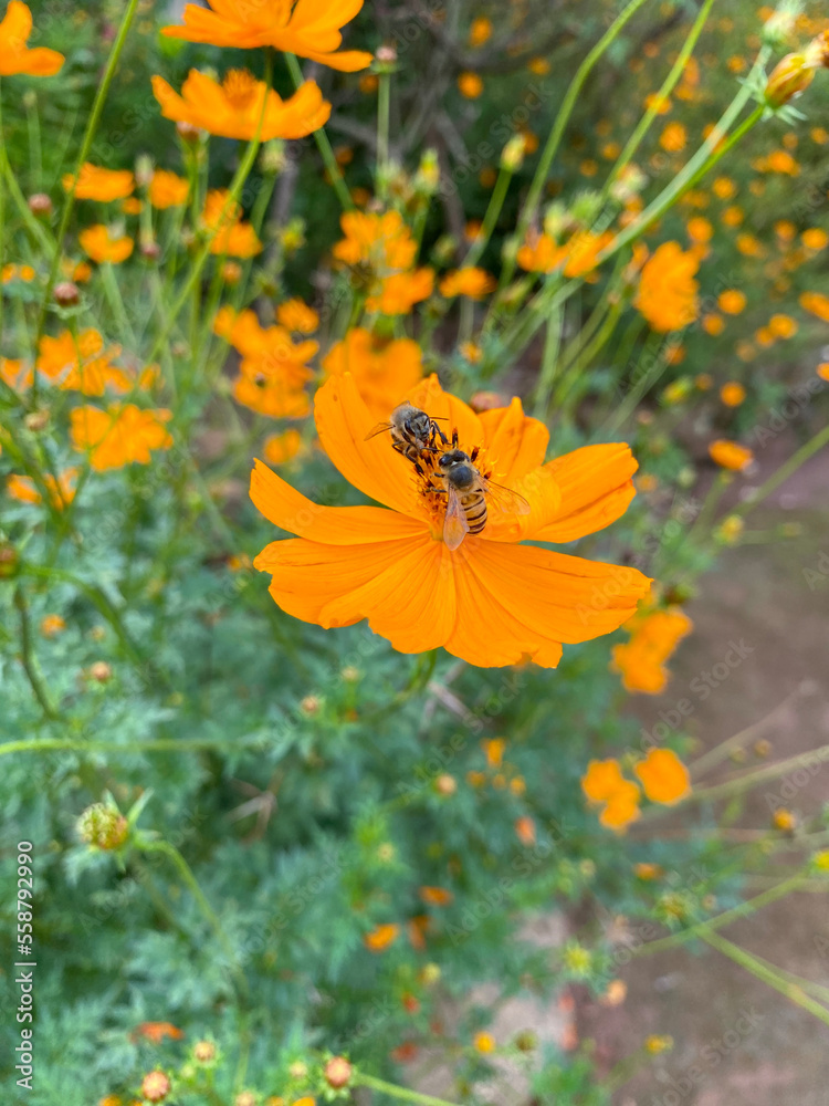 Two bees in a yellow flower Two bees in a yellow flower