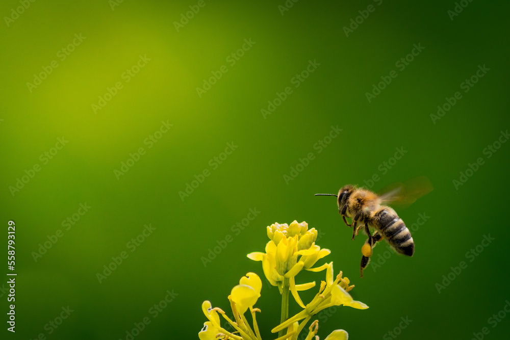 Bee flying over yello flower on the green and yellow blurry background Bee flying over yello flower on the green and yellow blurry background