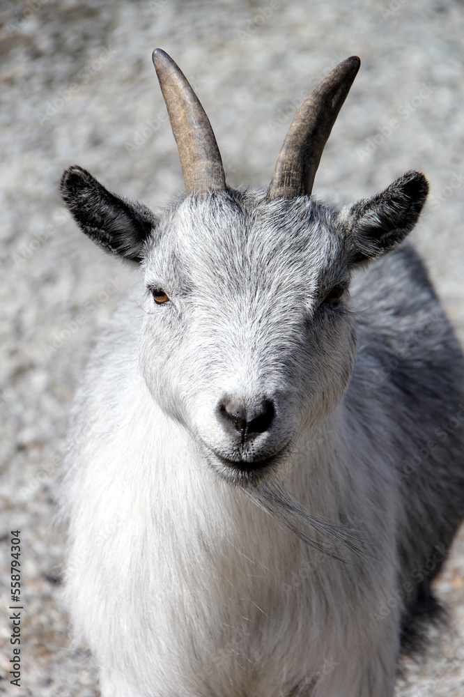Portrait of a white horned goat Portrait of a white horned goat