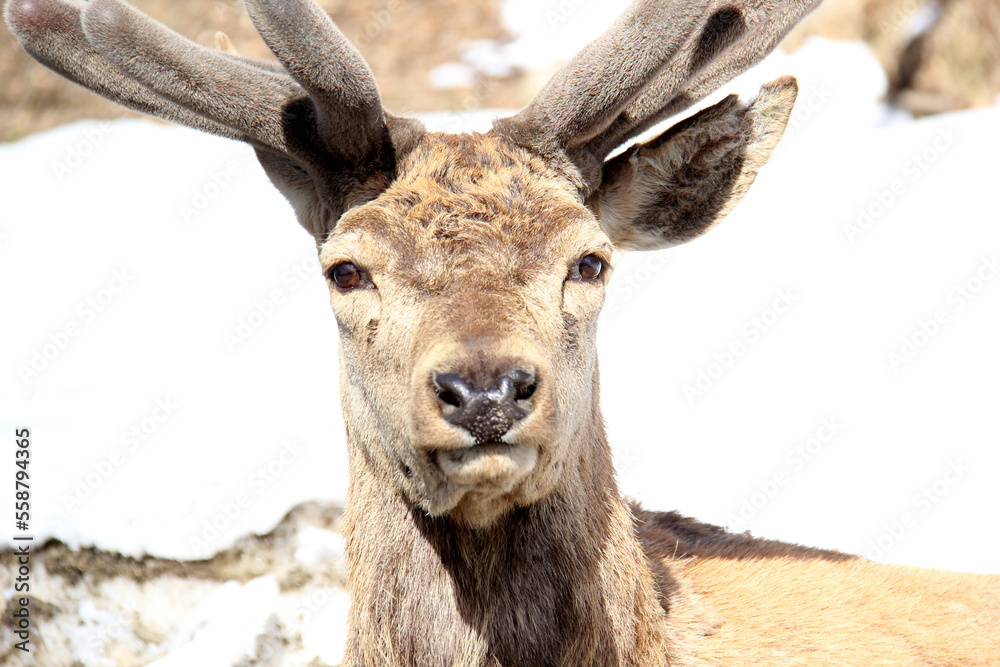 Close up of the head of a deer in winter