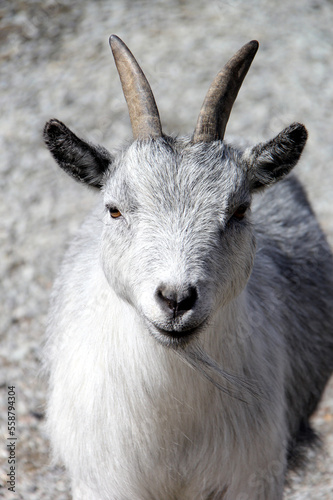 Portrait of a white horned goat