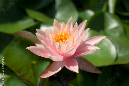 beautiful lotus flower on green lotus leaf background