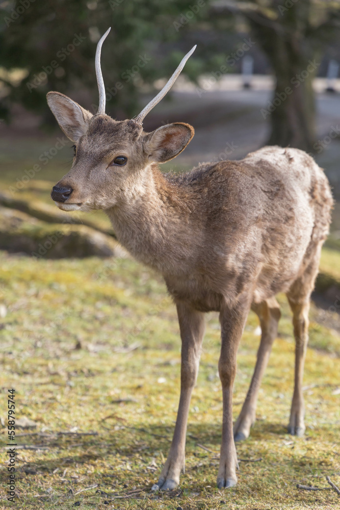 奈良公園の鹿【日本:奈良】