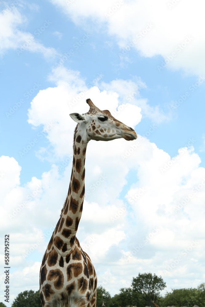 Beautiful spotted African giraffe in safari park Beautiful spotted African giraffe in safari park