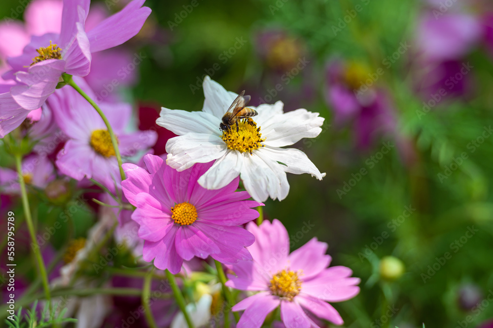 Obraz premium bee flower garden cosmos bipinnatus colorful beautiful many plants