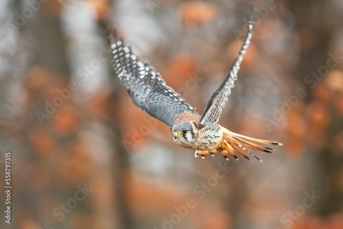 Falco sparverius, American kestrel, Poštolka pestrá in the flight in autumn