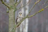Strix uralensis, Ural owl, Puštík bělavý, Both its common name and scientific name refer to the Ural Mountains of Russia where the type specimen was collected.