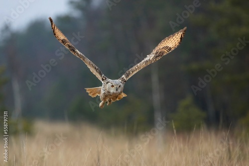Bubo bubo sibiricus, Siberian eagle-owl, Výr velký západosibiřský. Autumn scene with Big Eastern Siberian Eagle Owl in the forest. 
