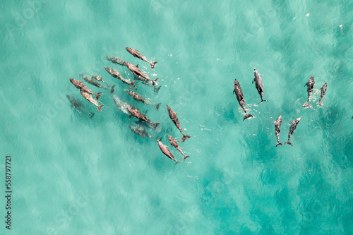 Aerial view of a pod of dolphins in the shallow water © FRPhotos