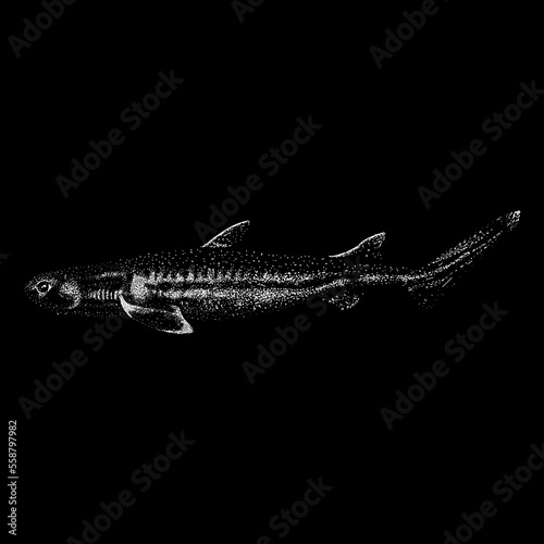 Kitefin Shark hand drawing vector isolated on black background.