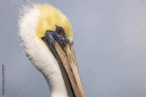 A portrait of a mature brown pelican in Florida. 