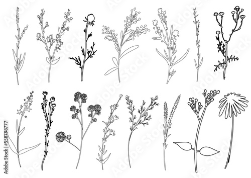 Floral outline collection. Branch and minimalist flowers. Hand drawn continuous line wild herbs  elegant leaves. Modern botanical rustic greenery. Vector illustration.
