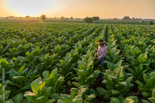 Photography Asian farmer working on tobacco plantation