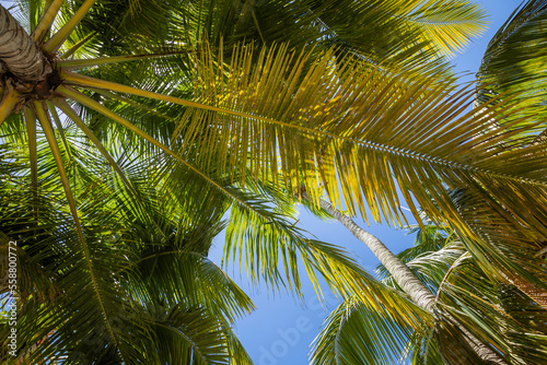 Tropical paradise  idyllic caribbean palm trees in Punta Cana  Dominican Republi