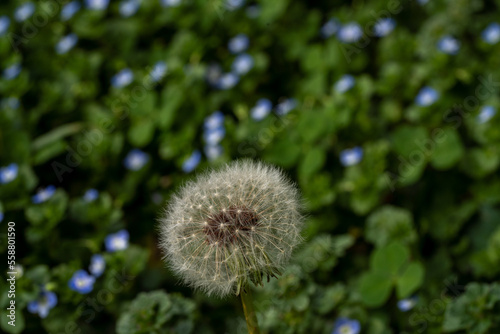 Medium macro shot of a fuzzy dandelion.