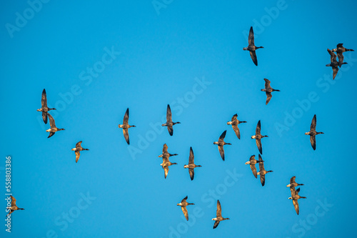 Brent Goose, Branta bernicla in flight, Devon, England