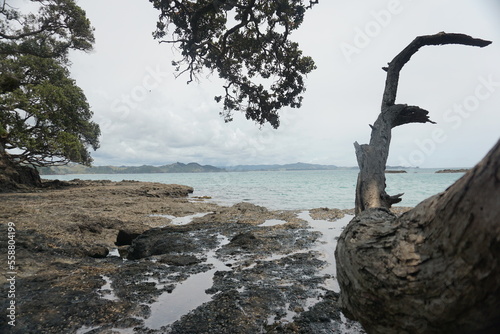 Cloudy morning around Whangarei Head beach, New Zealand.