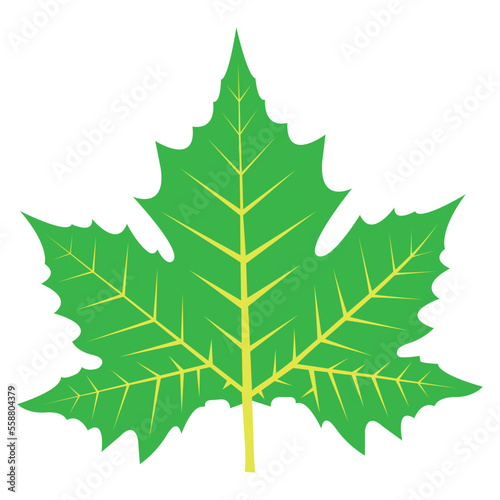 green maple leaf on a white background