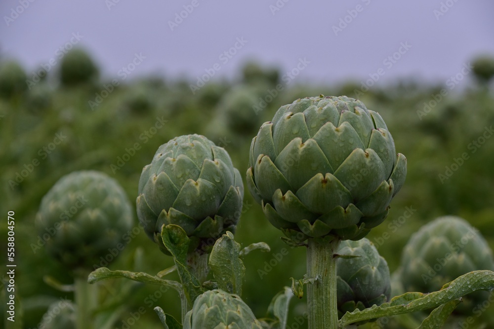 Fototapeta premium artichoke
