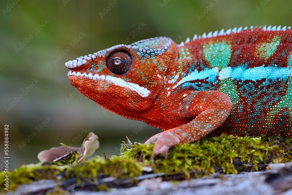 Obraz premium Furcifer pardalis, Panther chameleon, Chameleon pardálí, The panther chameleon (Furcifer pardalis) is a species of chameleon found in the eastern and northern parts of Madagascar in a tropical