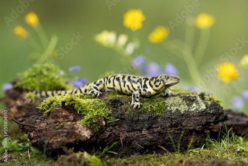 Ambystoma tigrinum, Tiger salamander, Axolotl tygrovaný, one of the largest terrestrial salamanders in North America.