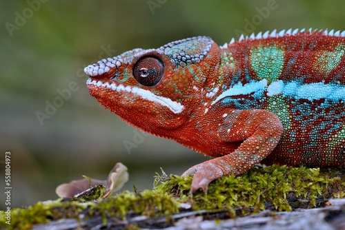 Furcifer pardalis, Panther chameleon, Chameleon pardálí, The panther chameleon (Furcifer pardalis) is a species of chameleon found in the eastern and northern parts of Madagascar in a tropical photo