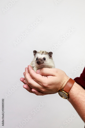 Hands holding hedgehog in front of white background