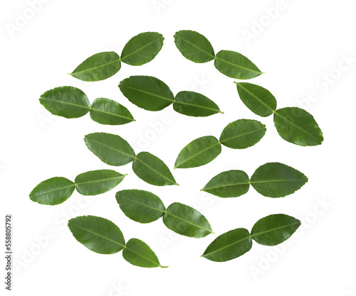 bergamot or Kaffir lime leaf on transparent png