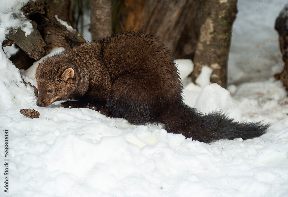 Obraz premium Fisher in Winter