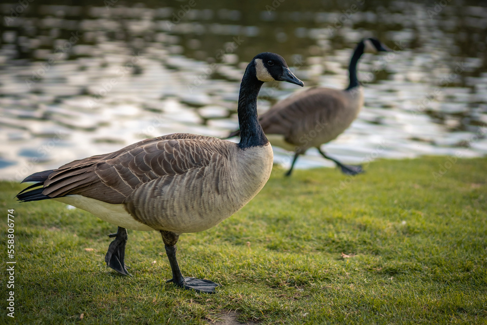 Fototapeta premium country goose by the pond
