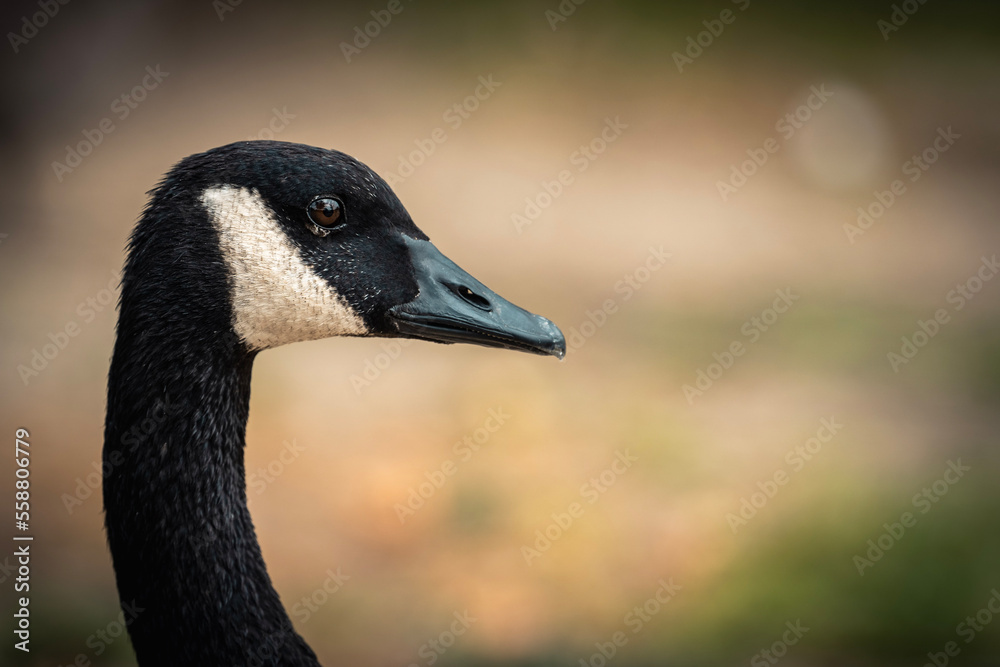 up closes portrait of a goose at the park up closes portrait of a goose at the park
