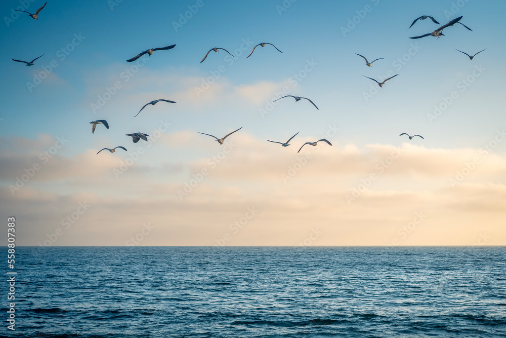 seagulls flying over ocean 