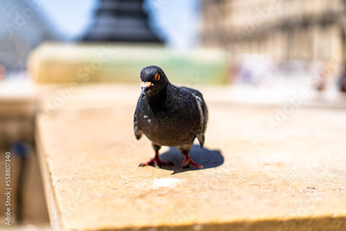 Lone Pigeon
